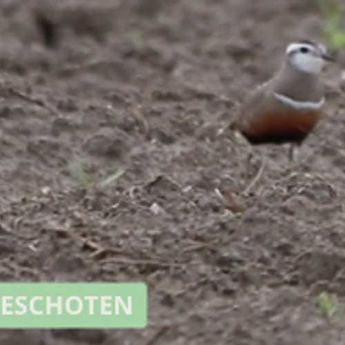 Morinelplevier op Texel