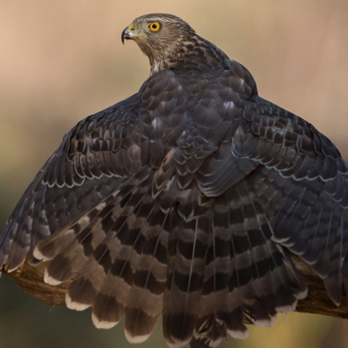 Diersporen in de zomer: havikshorst