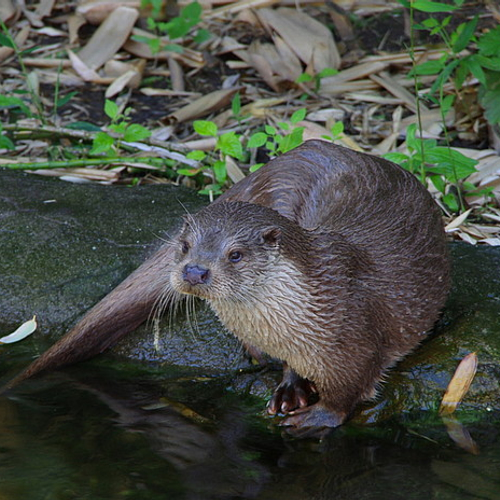 Naardermeer als otterparadijs, Sea Rangers, Zandgat, fenolijn en overige onderwerpen