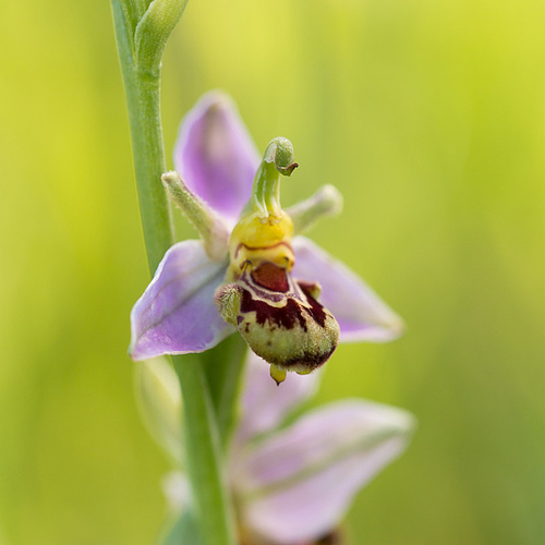 Nederlandse orchideeën binnenkort vogelvrij