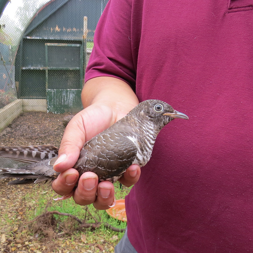 Koekoek uit 'Beleef de Lente' vliegt uit