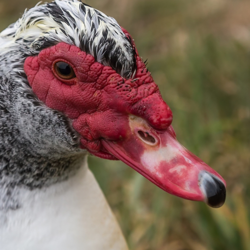 De muskuseendenman van Oostzaan