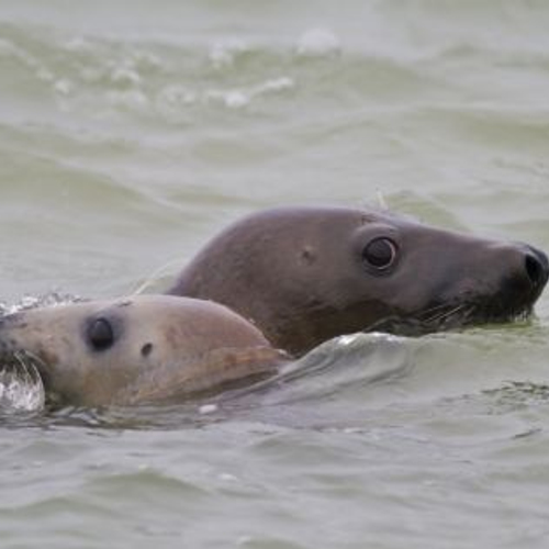 Onverwachte natuur: zeehonden in de haven