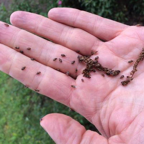 Overlast berkenwantsen verwacht