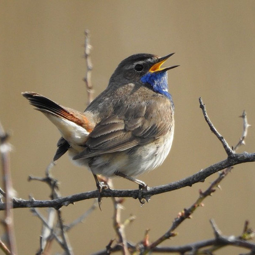 Prijswinnend vogelkoor