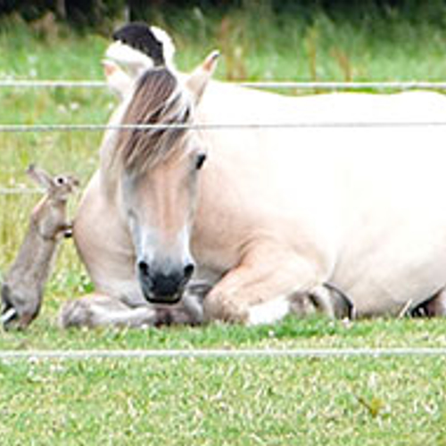 Konijn zoekt contact met paard
