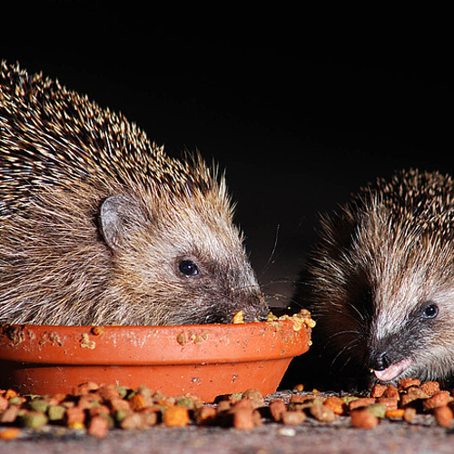 Egels hebben het zwaar: opvangcentra raken vol