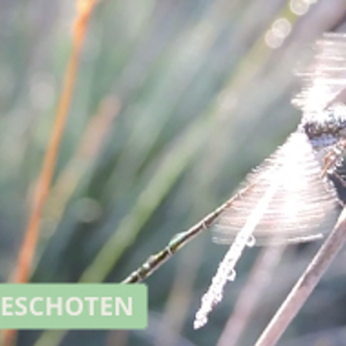 Tengere pantserjuffer