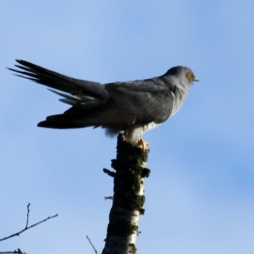 Nationale Vogelweek & Wadden vogelfestival