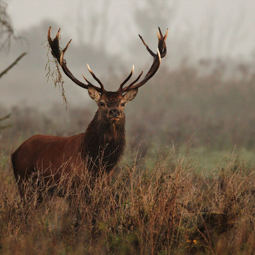 Afbeelding van Afschieten edelherten in Oostvaardersplassen stilgelegd