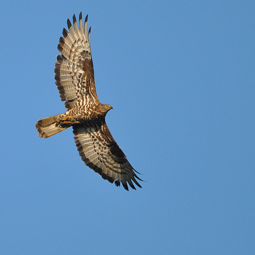 Hoe trekvogels vliegen