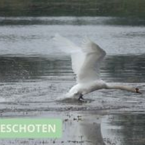 Knobbelzwaan in de aanval