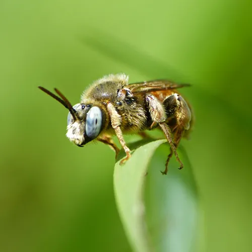 Terug van weggeweest: de kleine sachembij