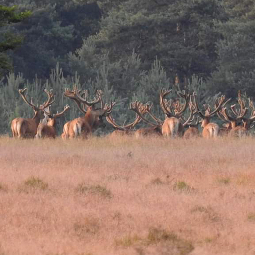 Afbeelding van Flevoland mag edelherten in Oostvaardersplassen afschieten van rechter
