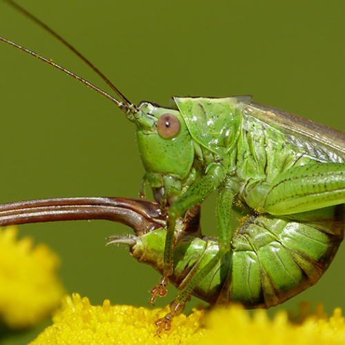 Sprinkhanen luisteren in de zomer