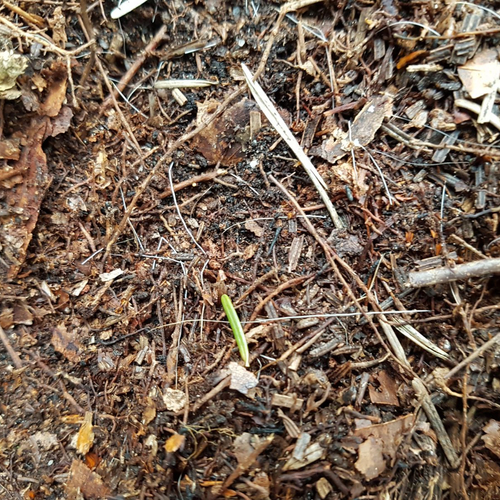 Diersporen in het voorjaar: reeënleger