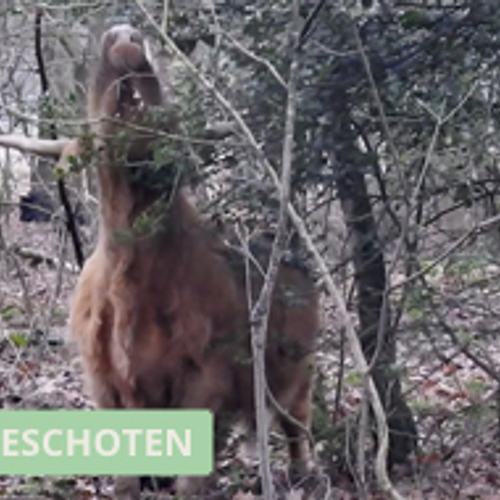 Schotse Hooglander eet hulst