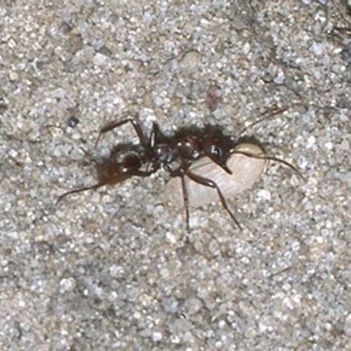 Amazonemier in Nederland?