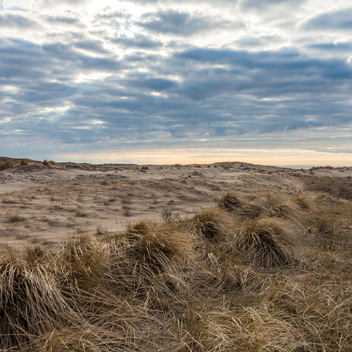 Hollandse Duinen telt de meeste soorten van Nederland