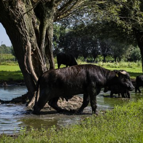 Buffelboerderij is blij met de Modderpoeltrofee