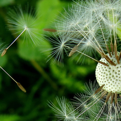 Planten wachten op de juiste wind