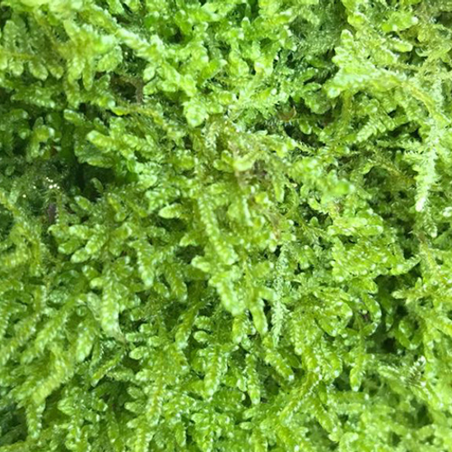 Oudste bosreservaat van Nederland