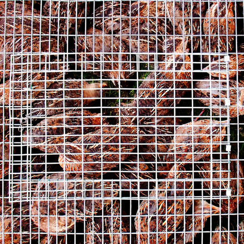 Wakker Dier wil verbod op kuikenfok tijdens vogelgrieppandemie