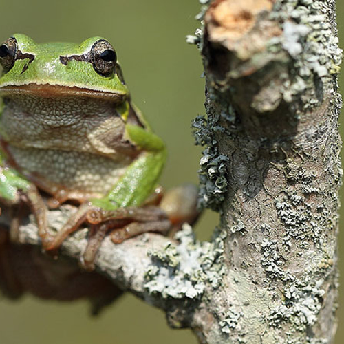 Veldgids amfibieën en reptielen