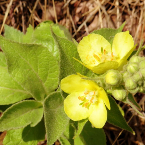 Reactie van planten op droogte terug te vinden in lucht