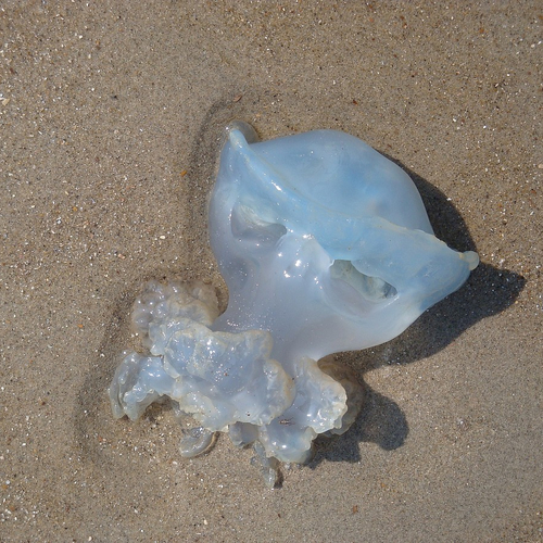 Reuzekwal aangespoeld op Texel