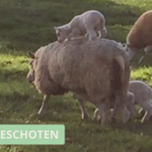 Lammetje op moeders rug