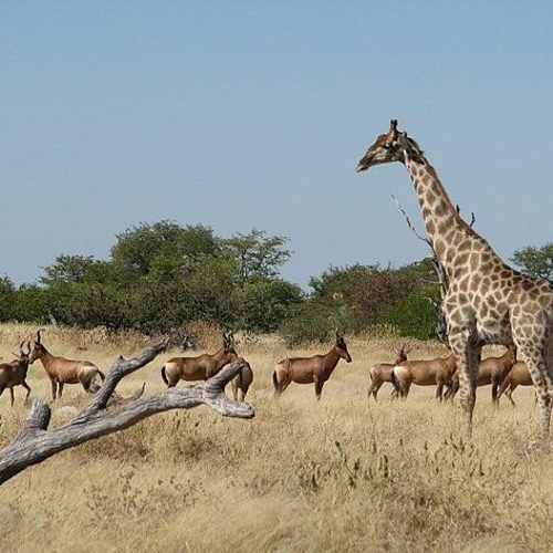 Nieuwe Rode Lijst: dramatische achteruitgang giraffe