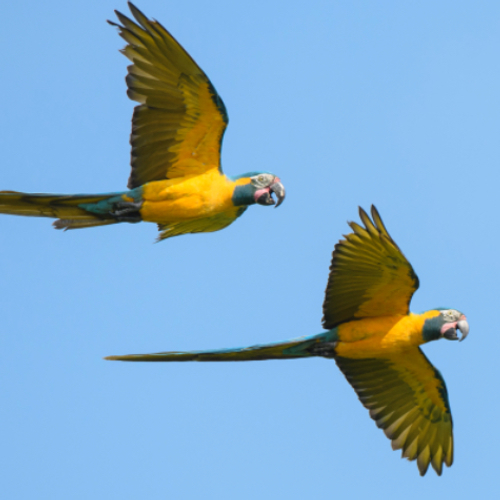 Nederlandse beschermheer voor Boliviaanse blauwkeelara