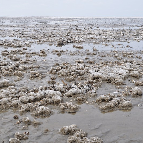 Mosselpatronen blijken blauwdruk voor wadherstel