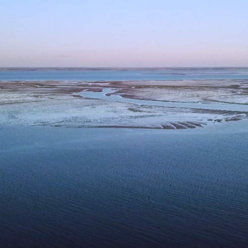 Plaatselijke vogeltrek over de Roggenplaat