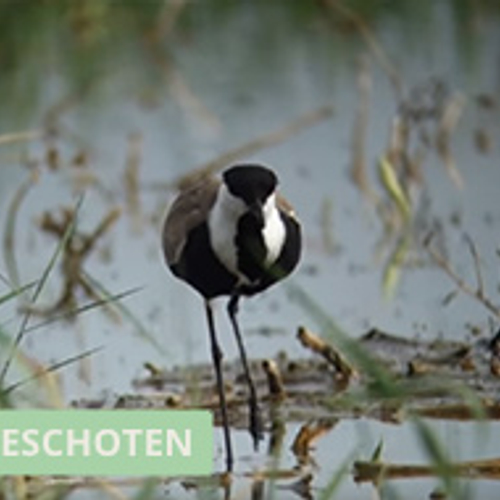 Sporenkievit in Nederland