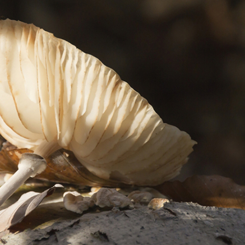 Schimmels schieten hun sporen weg met behulp van waterdruppels