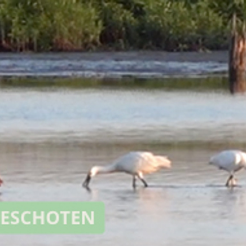 Groep lepelaars en zilverreiger