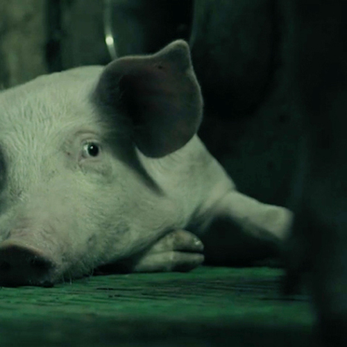 Nederlander genomineerd voor ‘groene oscar’