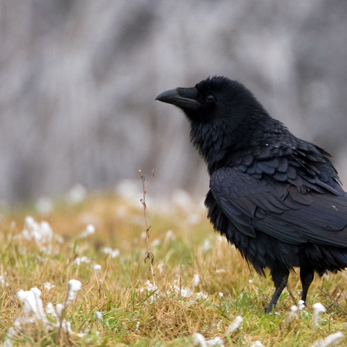 Natuurmonologen, de fenolijn en alle overige onderwerpen in Vroege Vogels