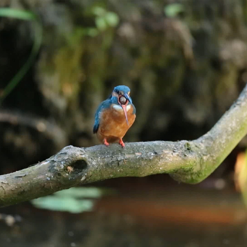 Braakbal van ijsvogel | Zelf Geschoten