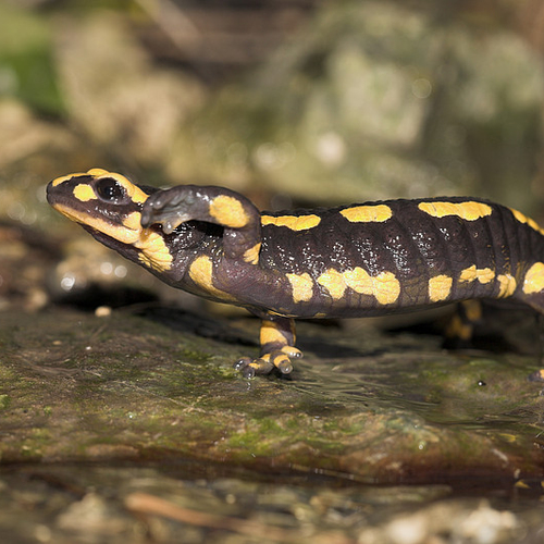 Sprankje hoop voor de vuursalamander