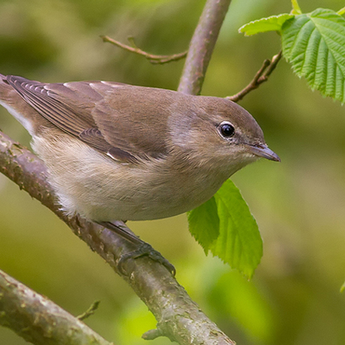 Cursus vogelzang: de tuinfluiter