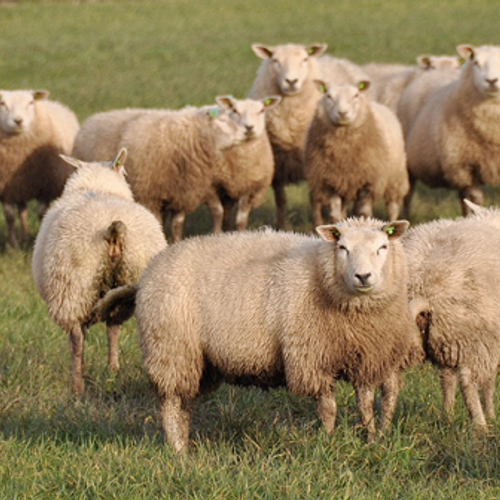 Extra maatregelen tegen dierenbeulen