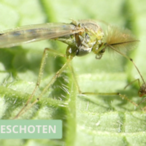 Vedermug in gevecht met mier