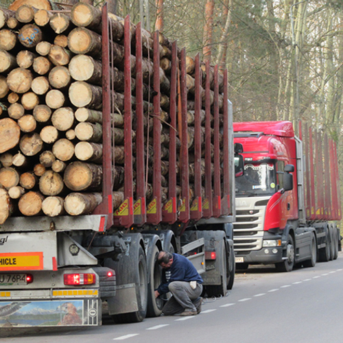 EU-hof: Polen mag niet in oerbos kappen