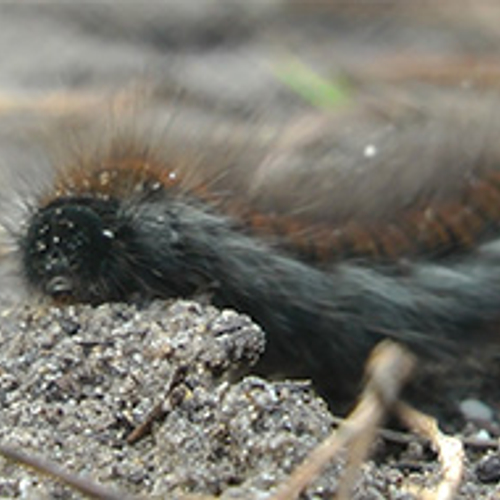 Rups van de veelvraat