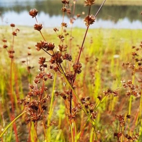 Nieuw in Europa: de Amerikaanse Rus