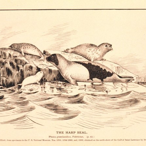 Zeldzame zadelrob gevonden bij Den Oever