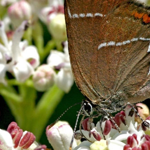 Spectaculaire vondst: iepenpage in Amsterdam